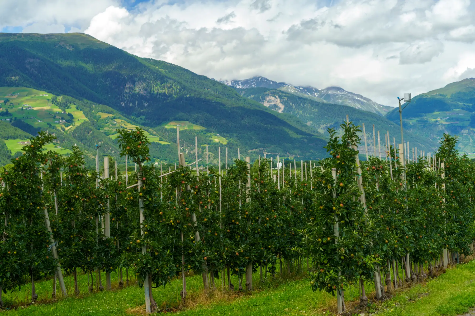 Rows of apple trees with green mountains behind