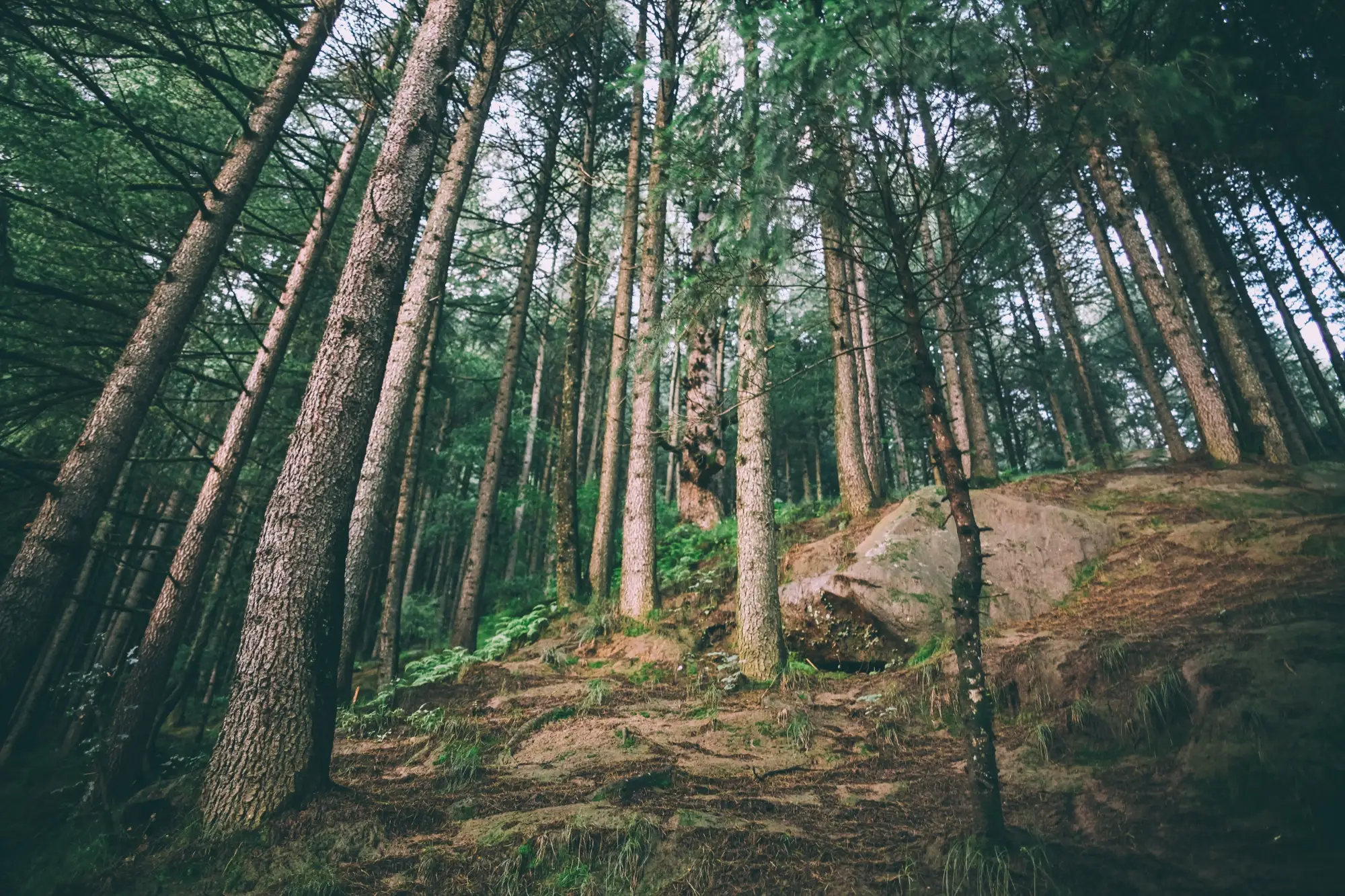 Looking up through tall evergreen trees in the forest around Manali