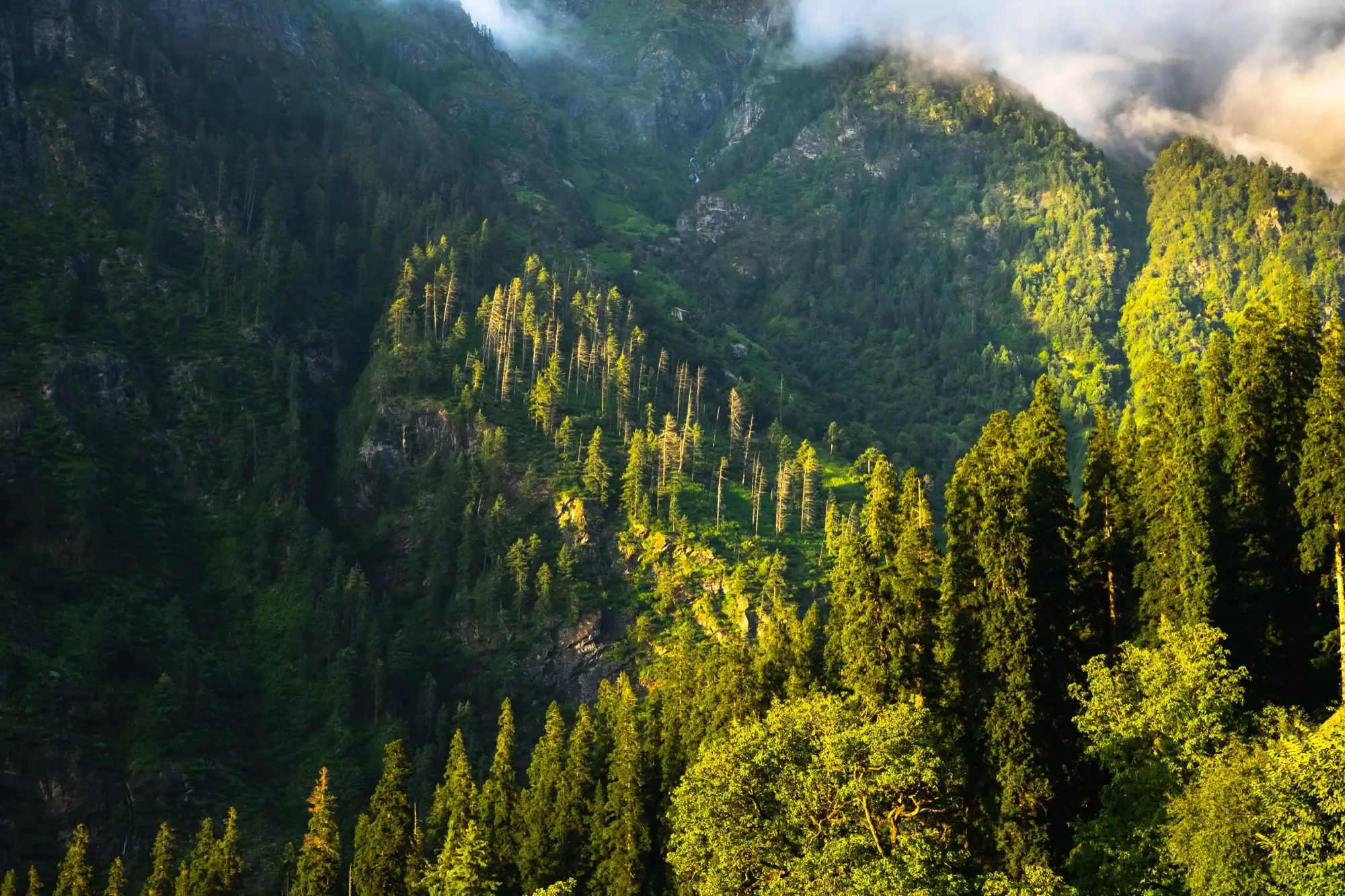 Forested slopes lit by evening sun on the Kheerganga trek
