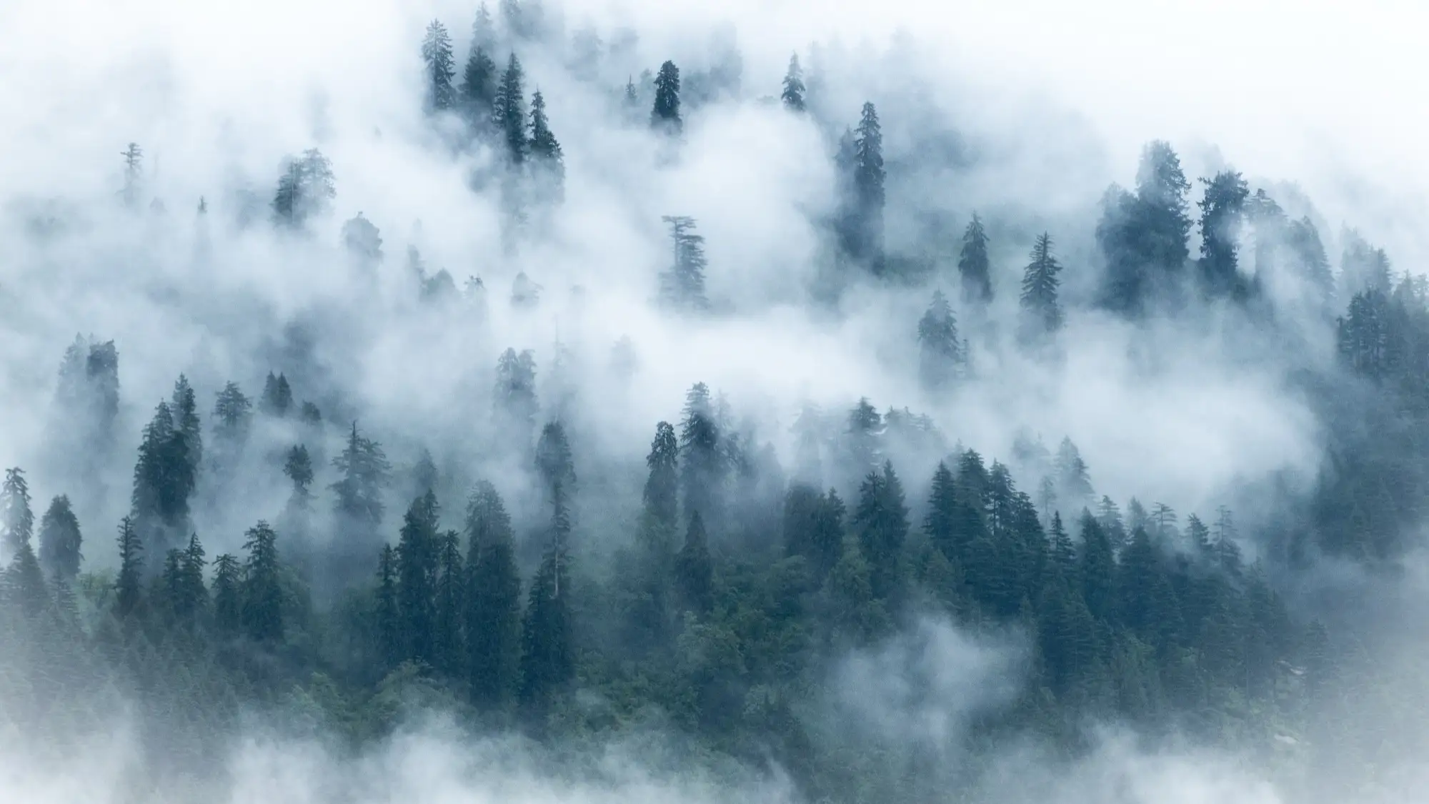 Low cloud hanging in the forested hills above Manali