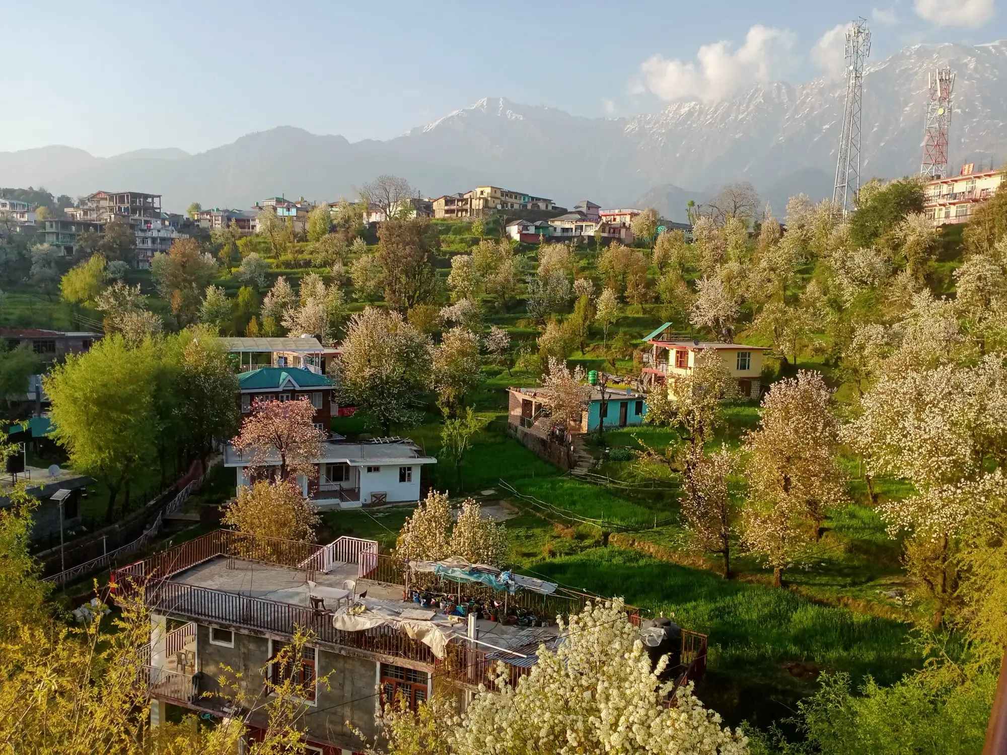 Houses among flowering trees at Naddi, with mobile towers on the ridge and the Dhauladhar range behind