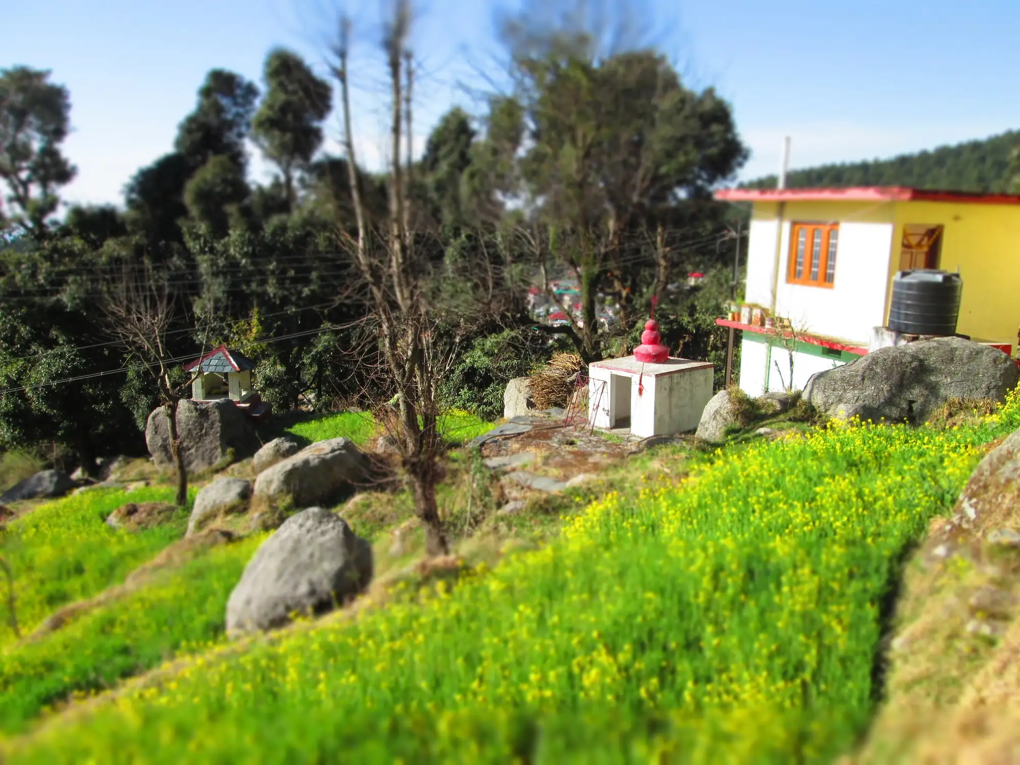 Mustard in flower below a house in Heini, Upper Dharamkot